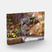 Eichhörnchen Fotoblock (Links)