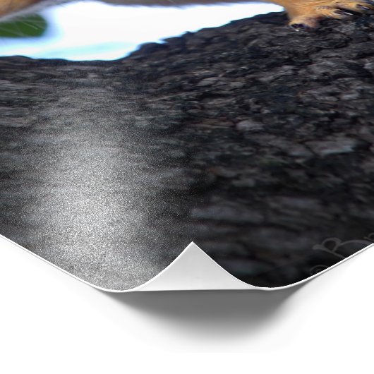 Eichhörnchen Fotodruck (Ecke)