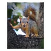 Eichhörnchen Fotodruck (Vorne)