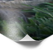 Eichhörnchen Fotodruck (Ecke)