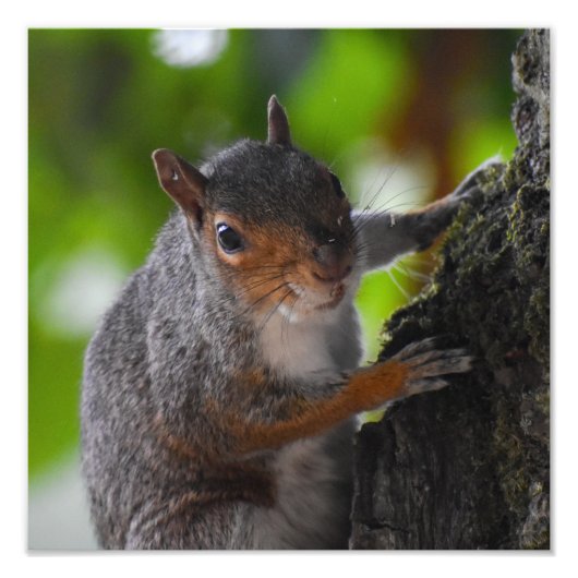 Eichhörnchen Fotodruck (Vorne)