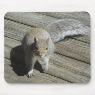 Eichhörnchen-Fotografie Mousepad