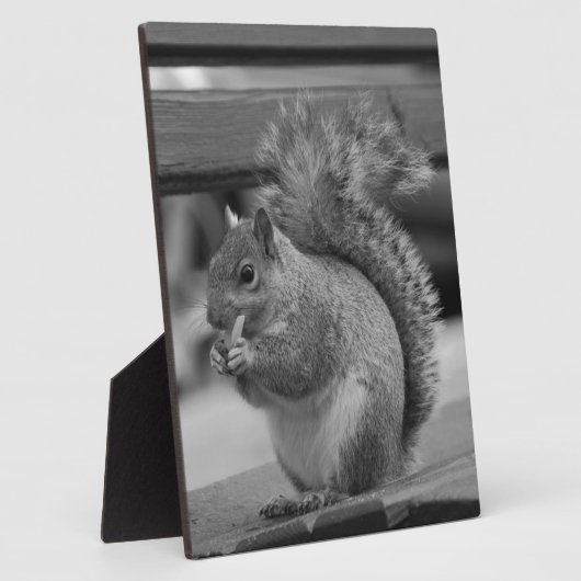 Eichhörnchen Fotoplatte (Seite)