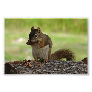 Eichhörnchen frisst Zapfen Fotodruck