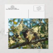 Eichhörnchen für BlackBerry Postkarte (Vorne/Hinten)