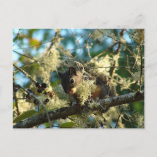 Eichhörnchen für BlackBerry Postkarte