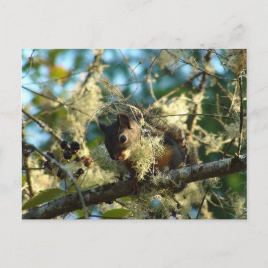 Eichhörnchen für BlackBerry Postkarte (Vorderseite)