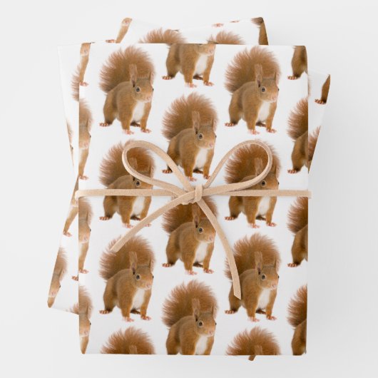 Eichhörnchen Geschenkpapier Set (Beispiel)