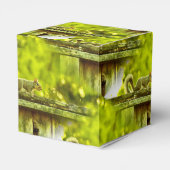 Eichhörnchen Geschenkschachtel (Rückseite)