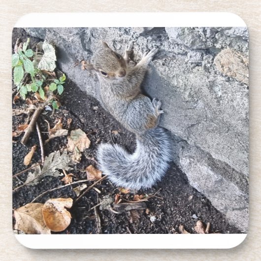 Eichhörnchen Getränkeuntersetzer (Vorderseite)