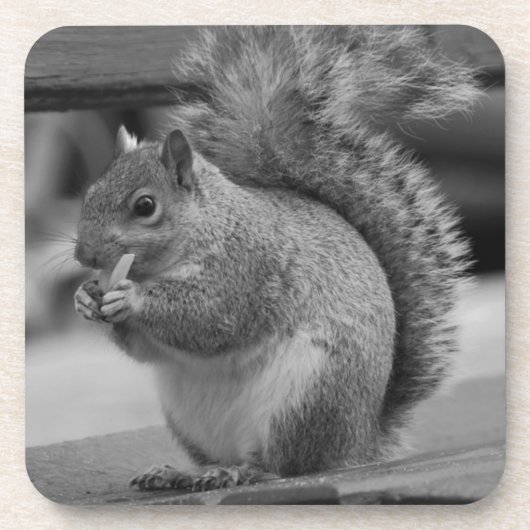 Eichhörnchen Getränkeuntersetzer (Vorderseite)