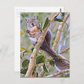 Eichhörnchen Grau (Kentucky und North Carolina) Postkarte (Vorne/Hinten)