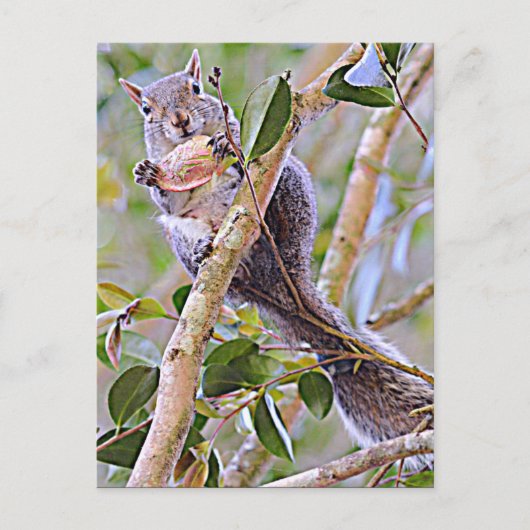 Eichhörnchen Grau (Kentucky und North Carolina) Postkarte (Vorderseite)