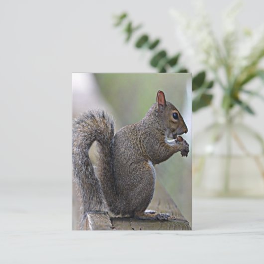 Eichhörnchen (grau) postkarte (Stehend Vorderseite)