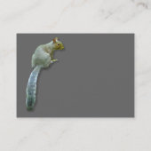 Eichhörnchen - grau visitenkarte (Rückseite)