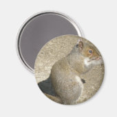 Eichhörnchen Hungry Horatio Magnet (Vorderseite/Rückseite)