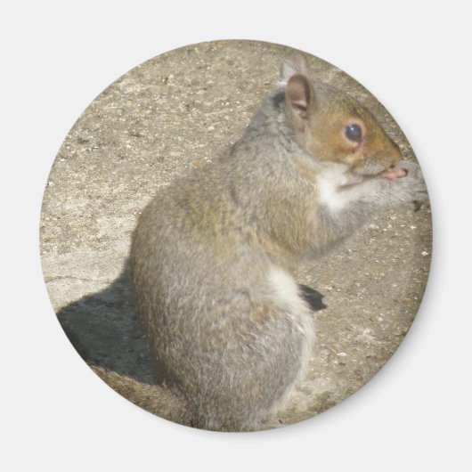 Eichhörnchen Hungry Horatio Magnet (Vorne)