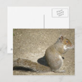 Eichhörnchen Hungry Horatio Postcard Postkarte (Vorne/Hinten)