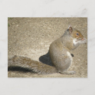 Eichhörnchen Hungry Horatio Postcard Postkarte