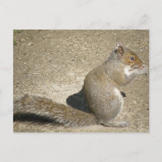 Eichhörnchen Hungry Horatio Postcard Postkarte (Vorderseite)