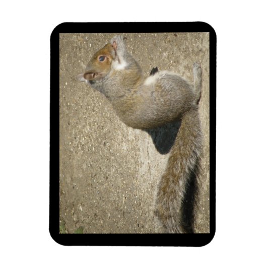 Eichhörnchen Hungry Horatio Premium Magnet (Vertikal)