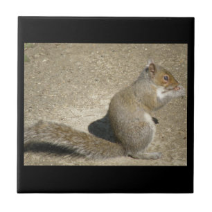 Eichhörnchen Hungry Horatio Tile Fliese