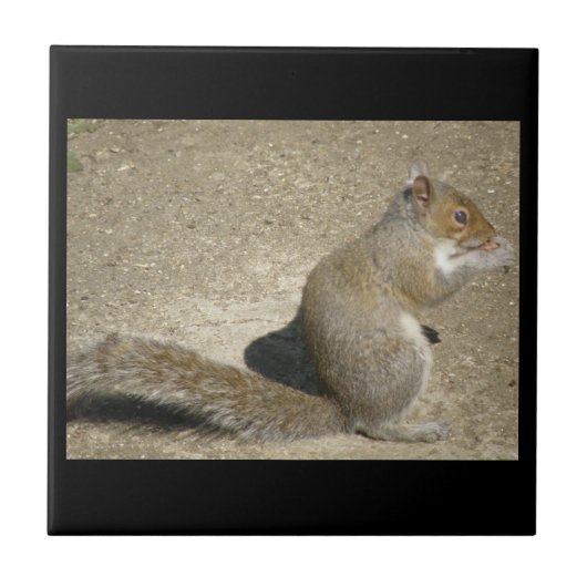 Eichhörnchen Hungry Horatio Tile Fliese (Vorderseite)