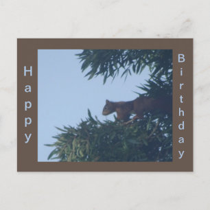 Eichhörnchen im Baum Frohe Geburtstagspostkarte Postkarte