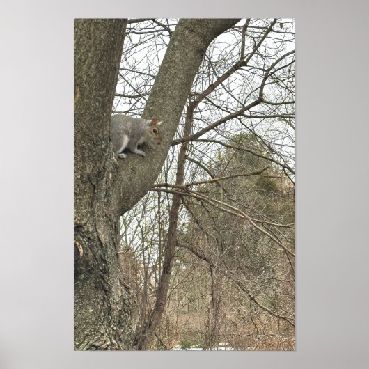 Eichhörnchen im Baum Plakat (Vorne)