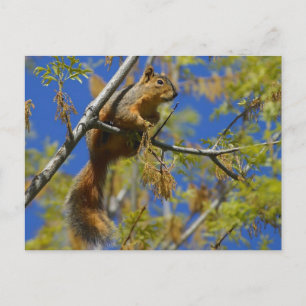 Eichhörnchen im Baum Postcard Postkarte