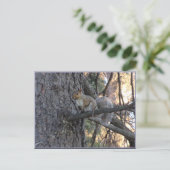 Eichhörnchen im Baum Postkarte (Stehend Vorderseite)
