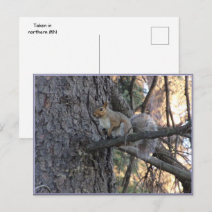 Eichhörnchen im Baum Postkarte
