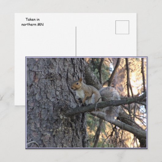 Eichhörnchen im Baum Postkarte (Vorne/Hinten)