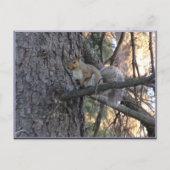 Eichhörnchen im Baum Postkarte (Vorderseite)