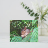 Eichhörnchen im Baum Postkarte (Stehend Vorderseite)