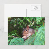Eichhörnchen im Baum Postkarte (Vorne/Hinten)