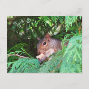 Eichhörnchen im Baum Postkarte