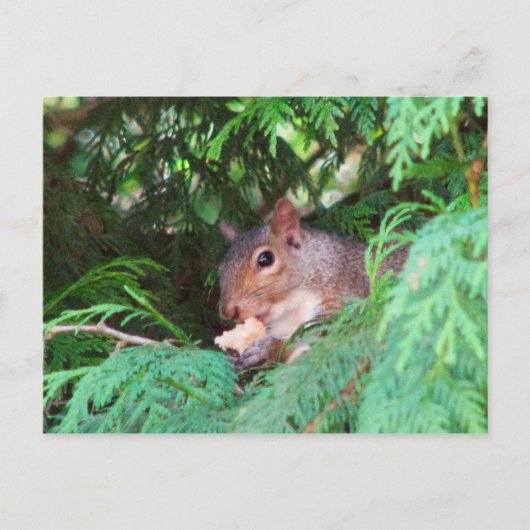 Eichhörnchen im Baum Postkarte (Vorderseite)