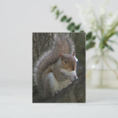 Eichhörnchen im Baum Postkarte (Stehend Vorderseite)