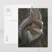 Eichhörnchen im Baum Postkarte (Vorne/Hinten)