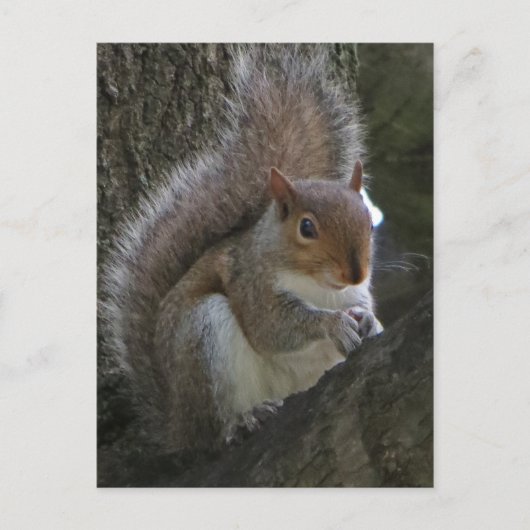 Eichhörnchen im Baum Postkarte (Vorderseite)