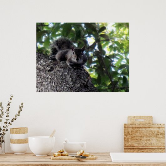 Eichhörnchen im Baum ruhen Poster (Küche)