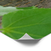 Eichhörnchen im Baum ruhen Poster (Ecke)