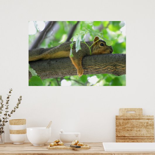 Eichhörnchen im Baum ruhen Poster (Küche)