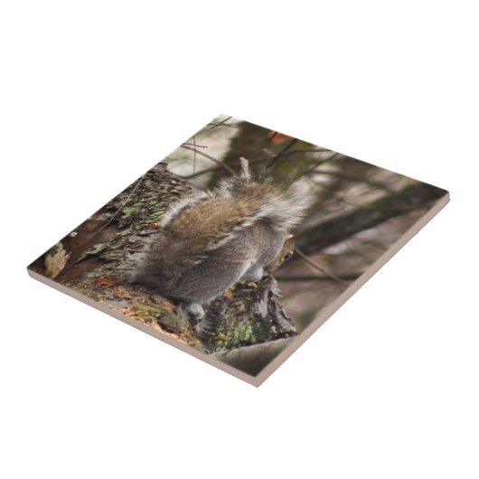 Eichhörnchen im Foto Tree Fliese (Seite)