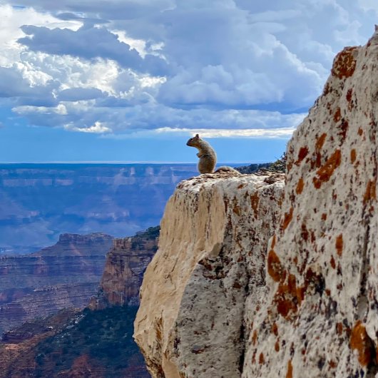 Eichhörnchen im Grand Canyon National Park North R Fotodruck