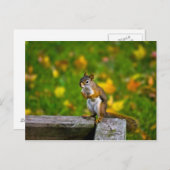 Eichhörnchen im Hinterhof Postkarte (Vorne/Hinten)