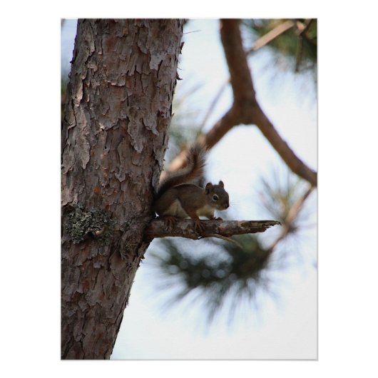 Eichhörnchen im Kiefernbaum Poster (Vorderseite)