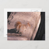 Eichhörnchen im NYC Postkarte (Vorne/Hinten)