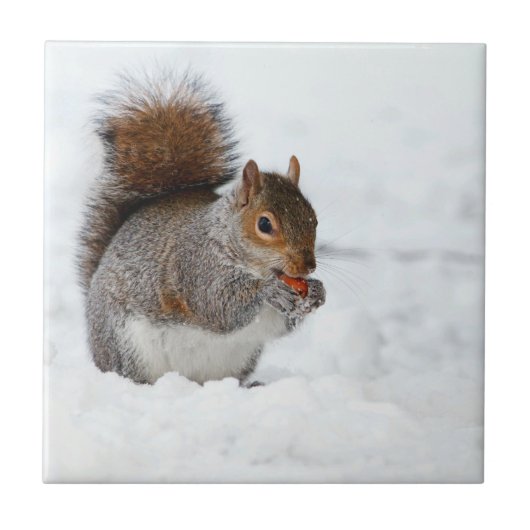 Eichhörnchen im Schnee mit Berry Fliese (Vorderseite)